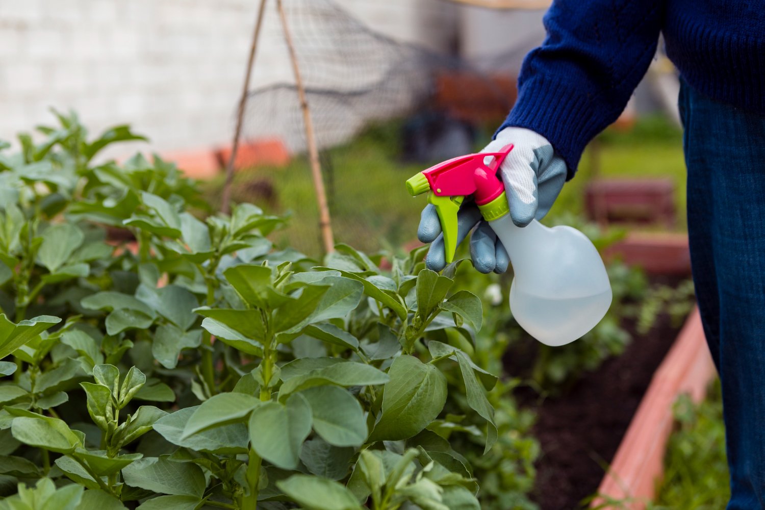 Pest control service image 3